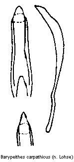 barypeithes_carpathicus.gif