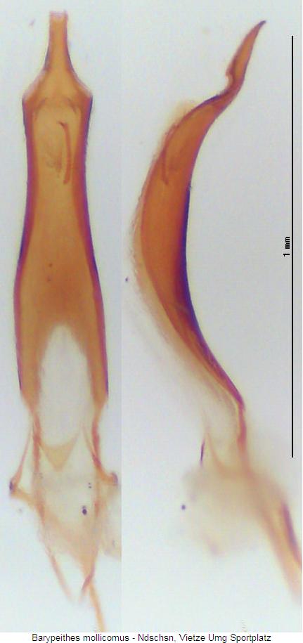 barypeithes_mollicomus.jpg