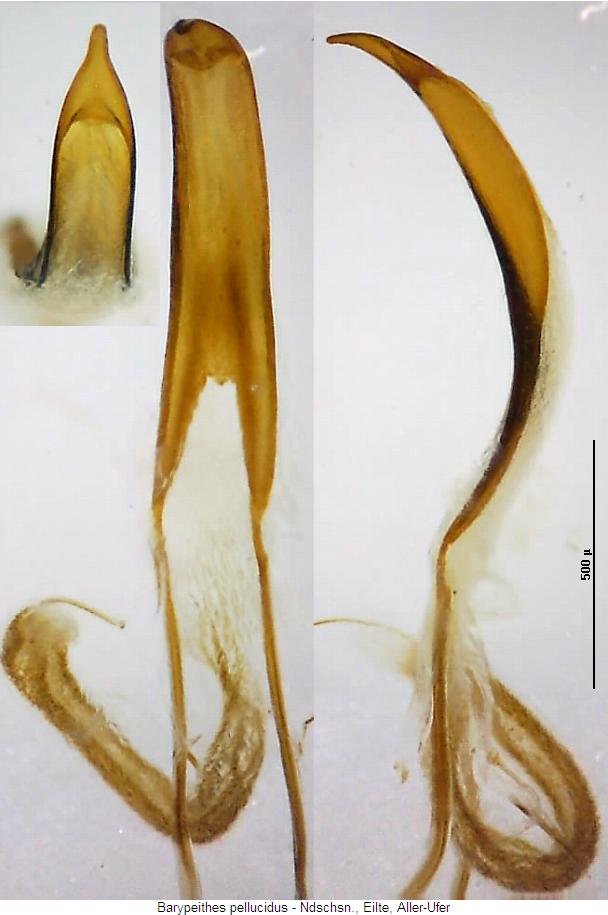 barypeithes_pellucidus.jpg