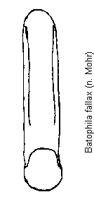 batophila_fallax.gif