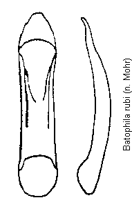batophila_rubi.gif