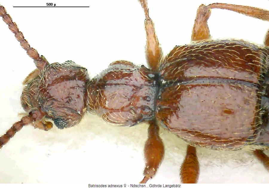 batrisodes_adnexus_sa.jpg