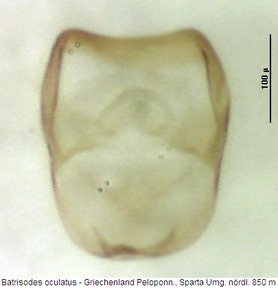 batrisodes_oculatus.jpg