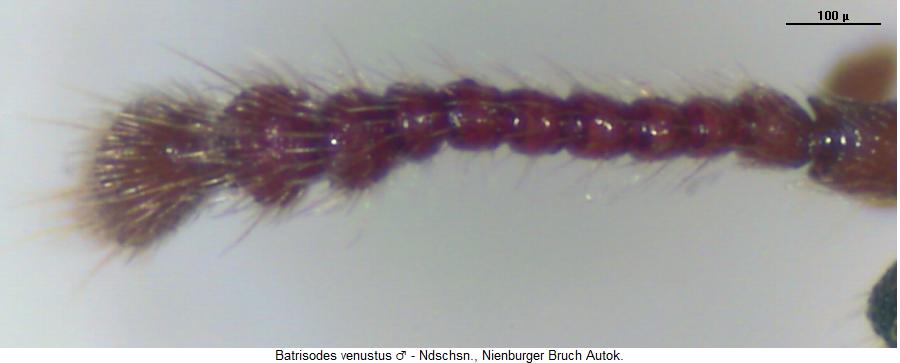 batrisodes_venustus_f2.jpg