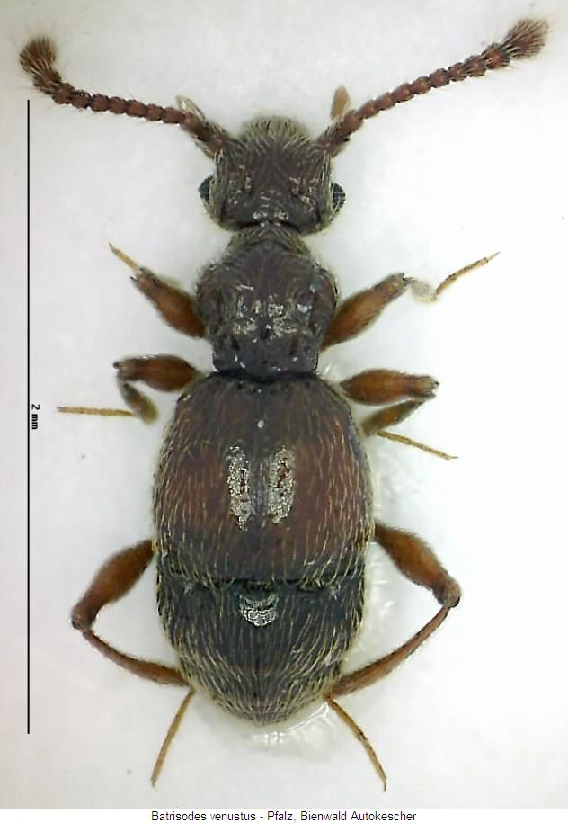 batrisodes_venustus_hab.jpg