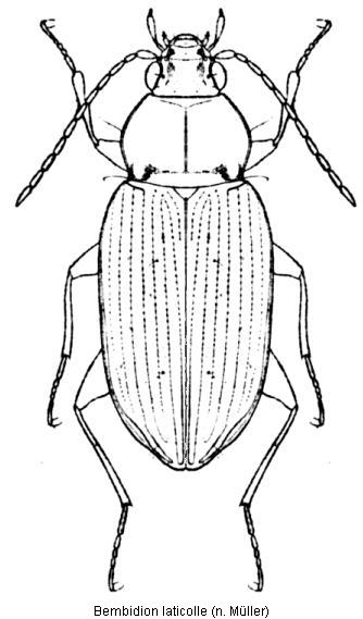 bemb1.jpg