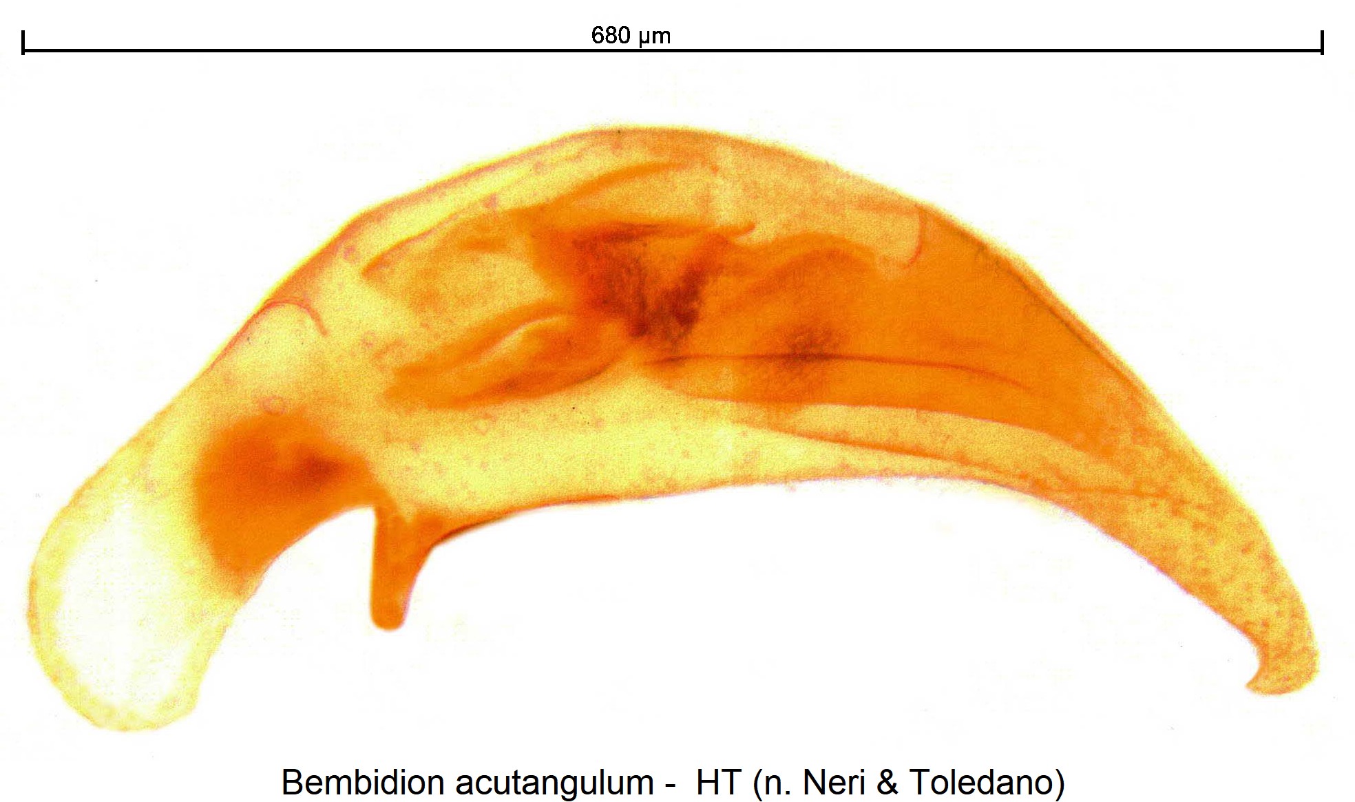 bembidion_acutangulum.jpg
