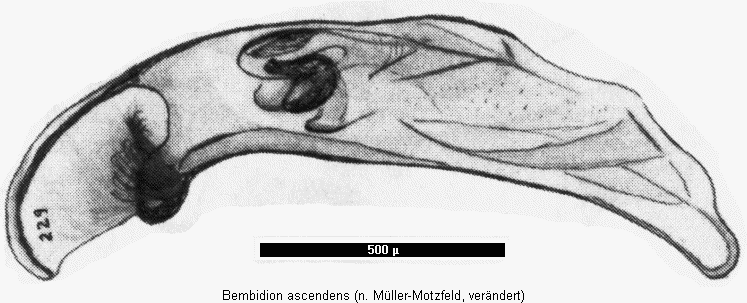 bembidion_ascendens.gif