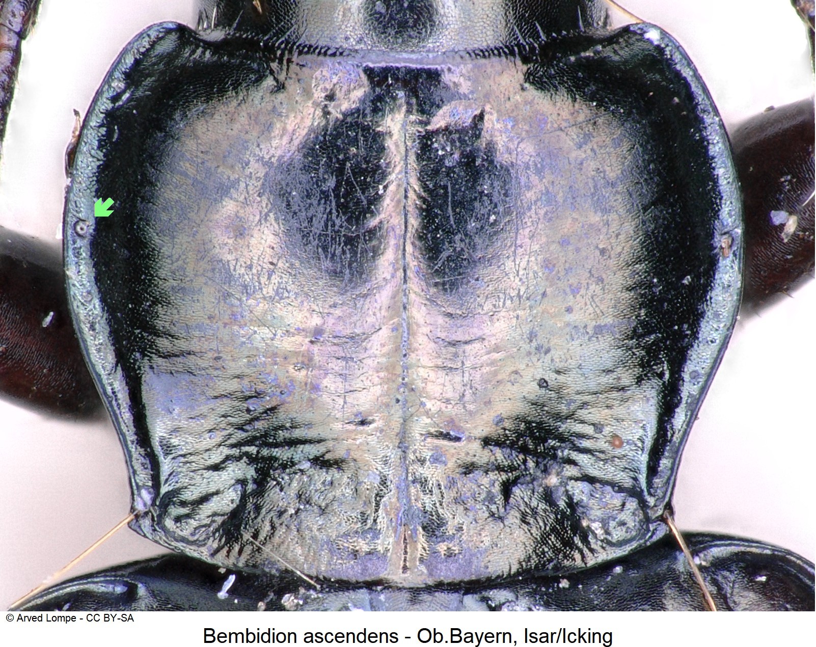 bembidion_ascendens_ck777_hsch.jpg