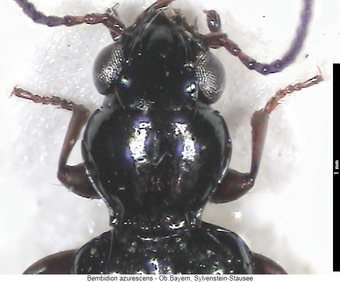 bembidion_azurescens_vk.jpg