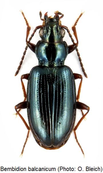 bembidion_balcanicum_hab.jpg