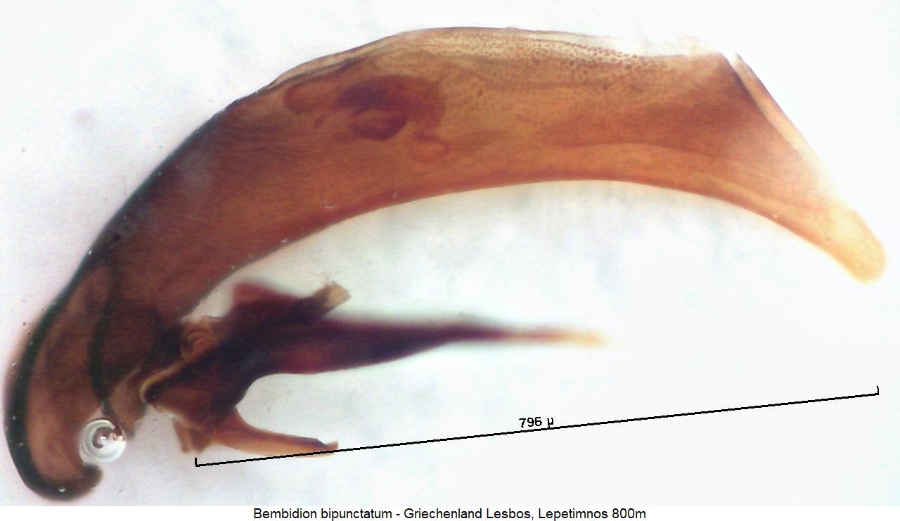 bembidion_bipunctatum2.jpg