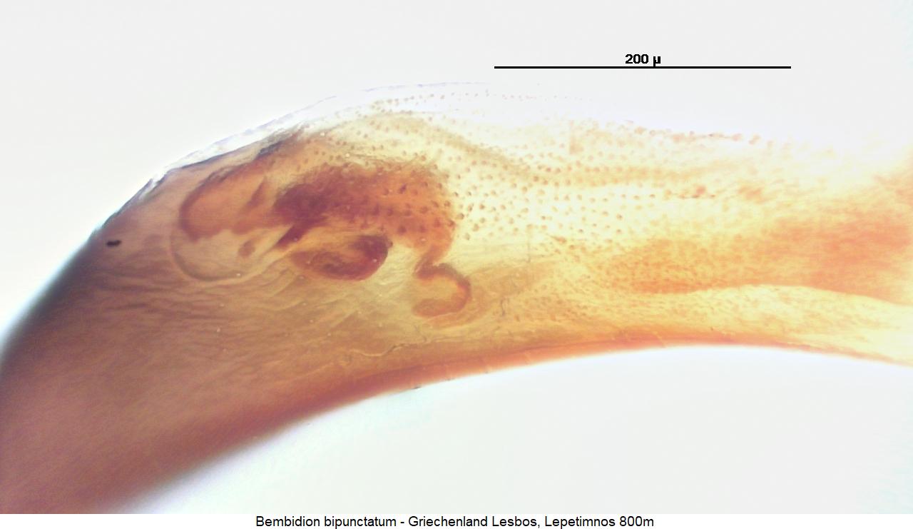 bembidion_bipunctatum3.jpg