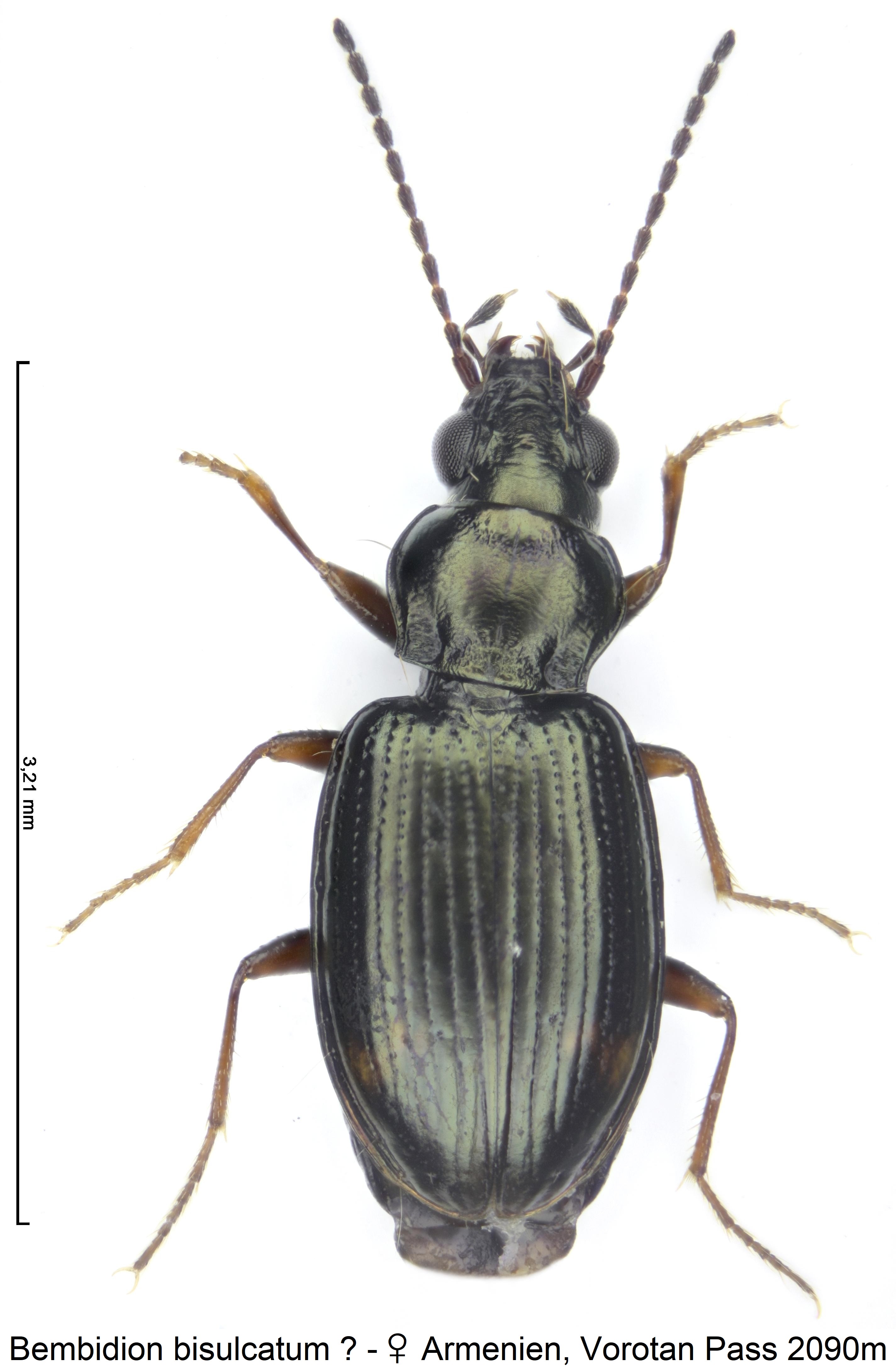 bembidion_bisulcatum_hab.jpg