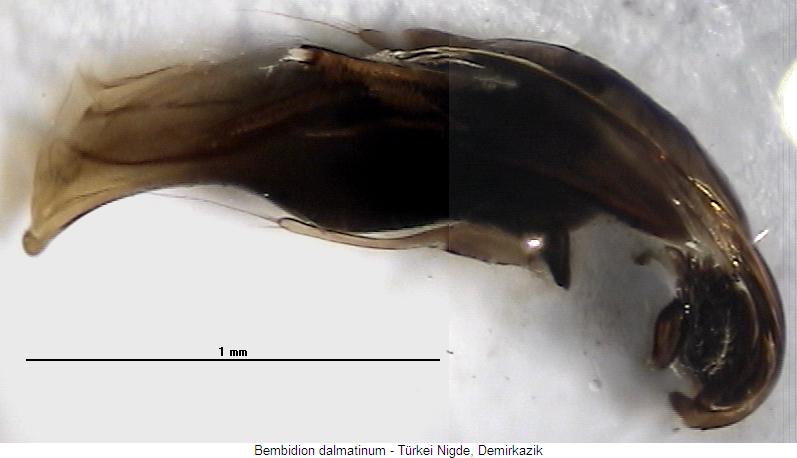 bembidion_dalmatinum.jpg