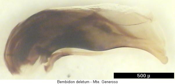 bembidion_deletum.jpg