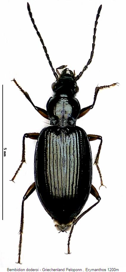 bembidion_doderoi_hab.jpg