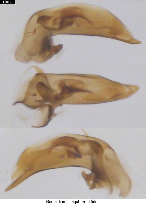bembidion_elongatum.jpg