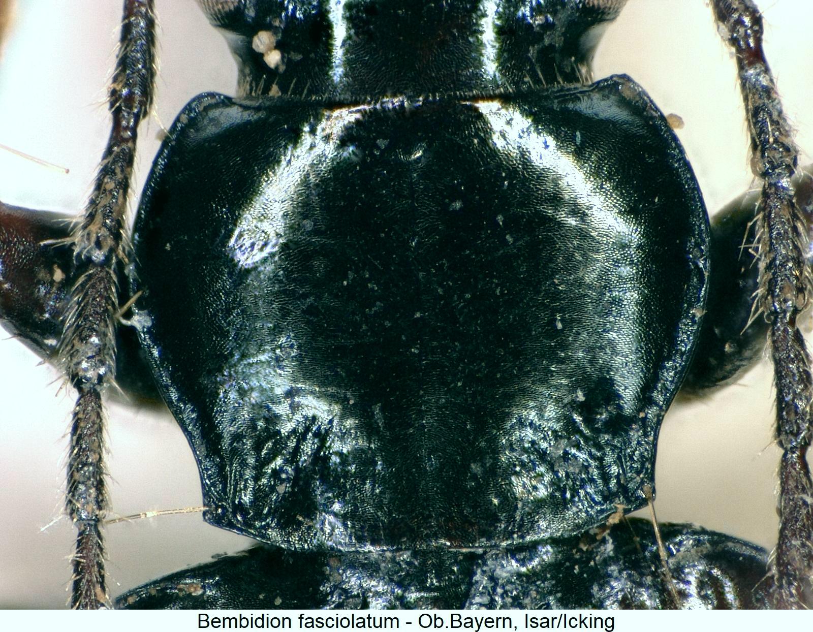 bembidion_fasciolatum_hsch.jpg