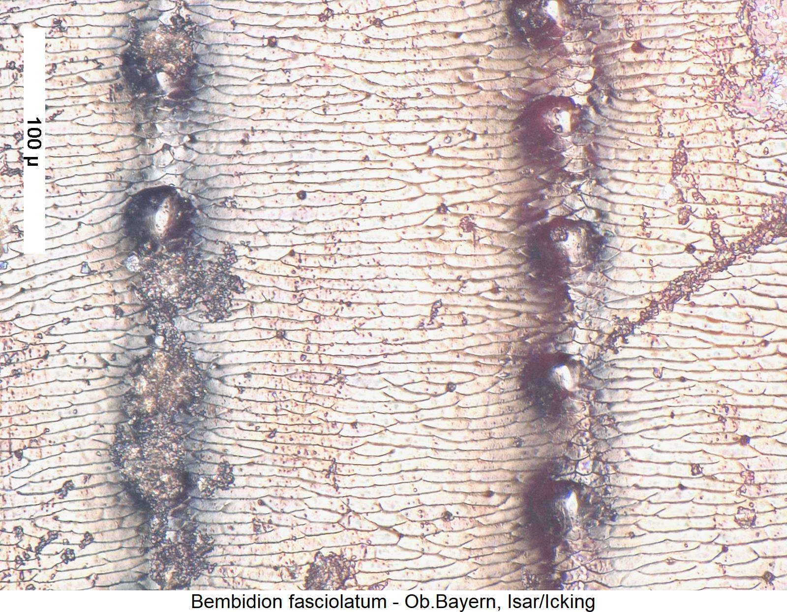 bembidion_fasciolatum_ms.jpg