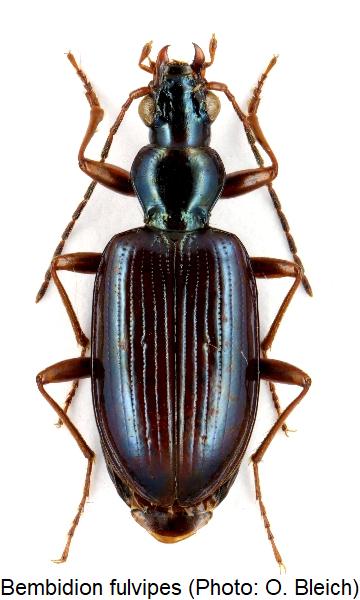 bembidion_fulvipes_hab.jpg