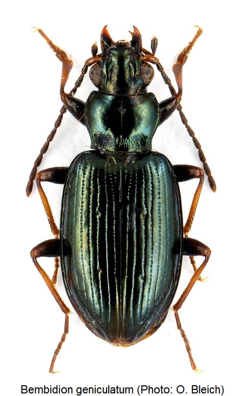 bembidion_geniculatum_hab1.jpg