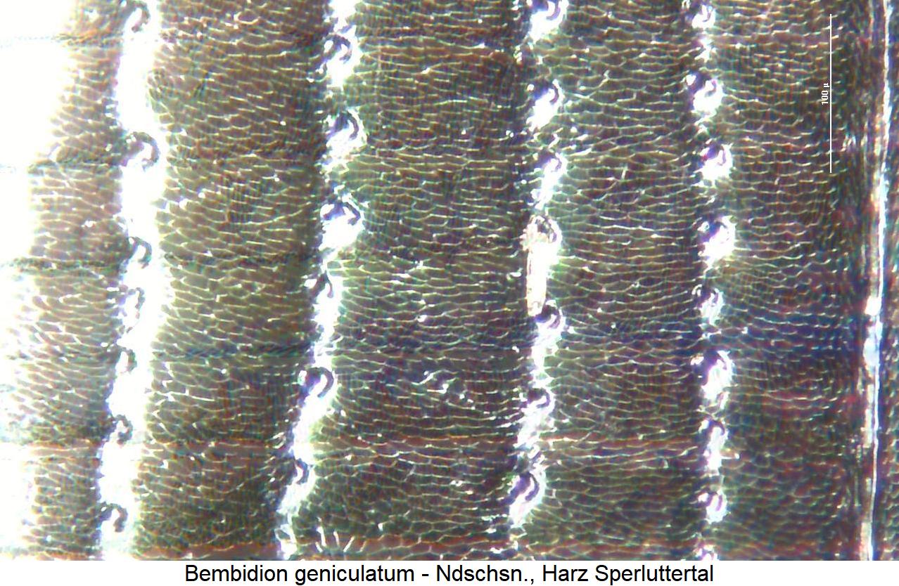 bembidion_geniculatum_ms.jpg