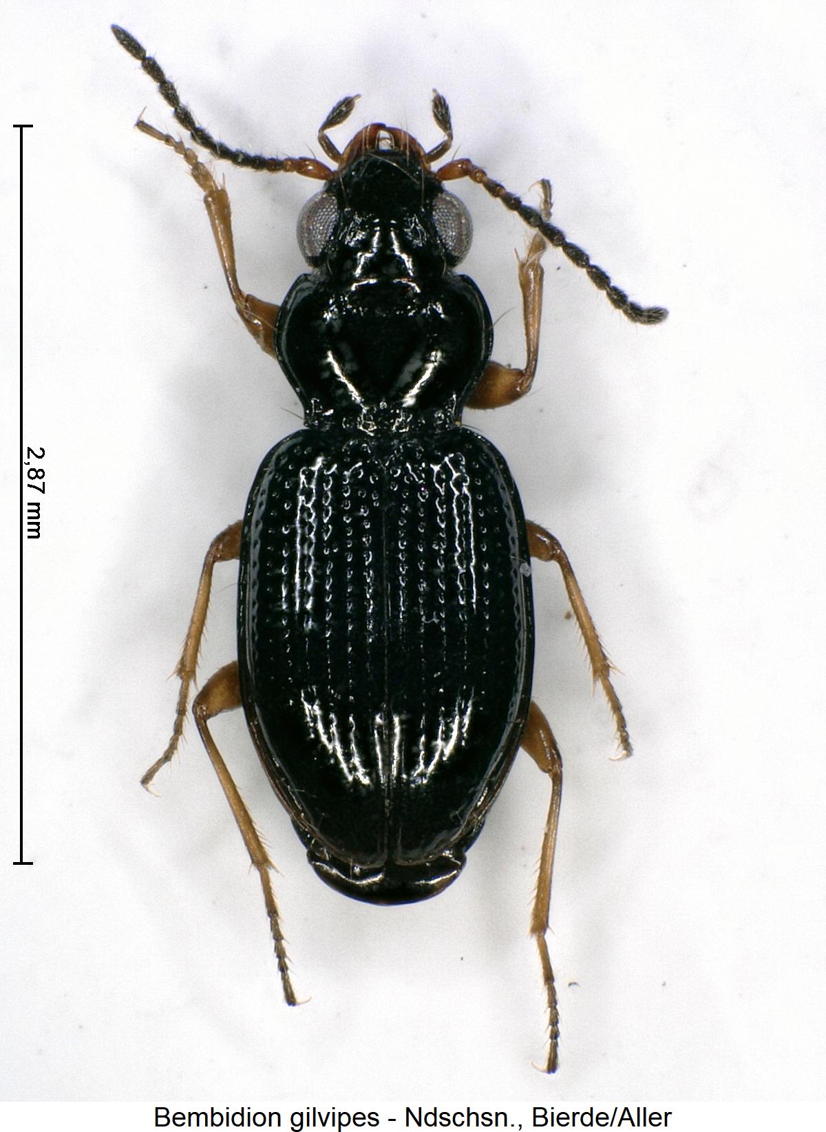 bembidion_gilvipes_hab.jpg