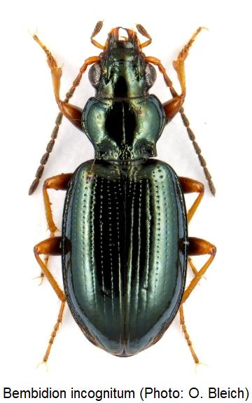 bembidion_incognitum_hab.jpg