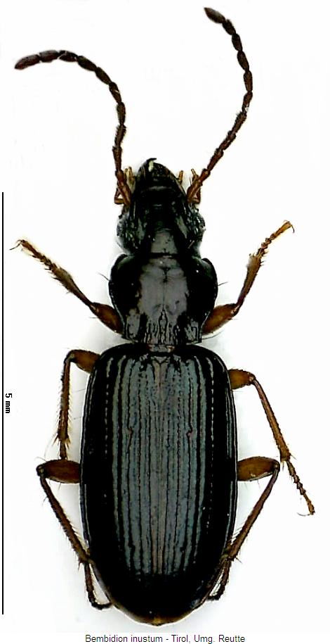 bembidion_inustum_hab.jpg