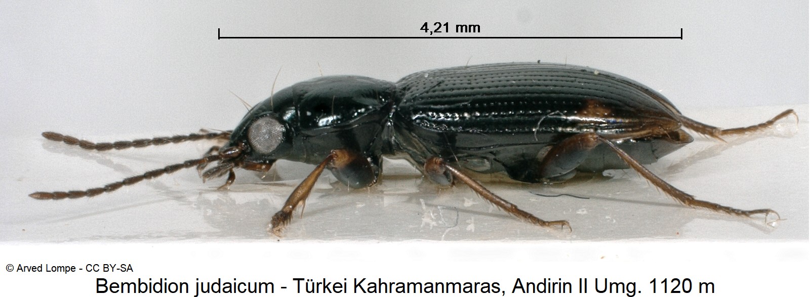 bembidion_judaicum_ck20139_sa.jpg