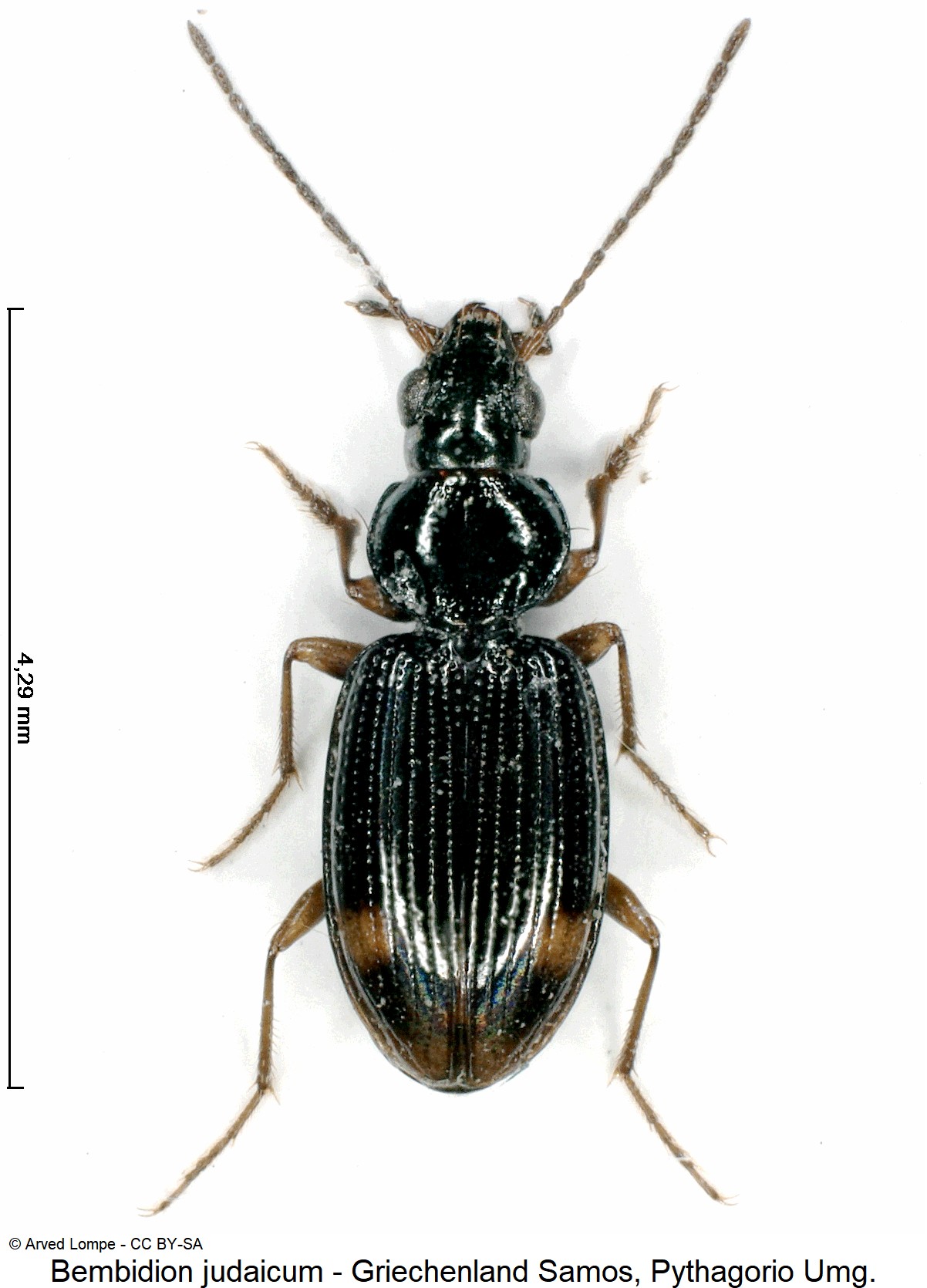bembidion_judaicum_ck31058594_hab.jpg
