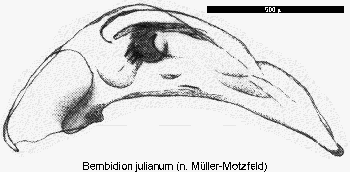 bembidion_julianum.gif