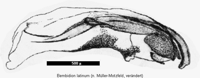 bembidion_latinum.gif
