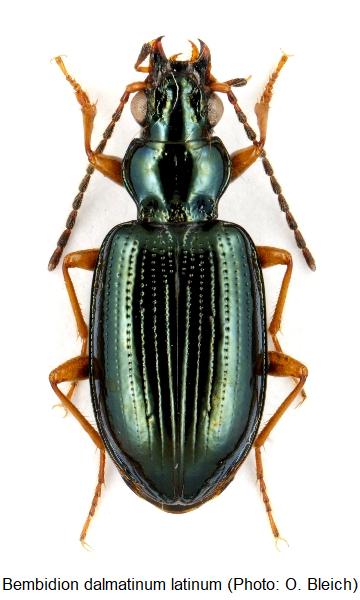 bembidion_latinum_hab.jpg