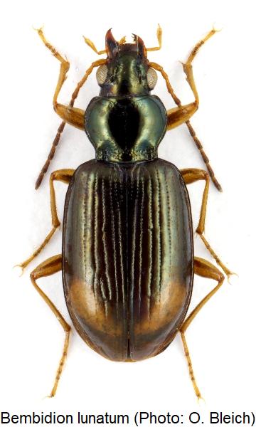 bembidion_lunatum_hab1.jpg