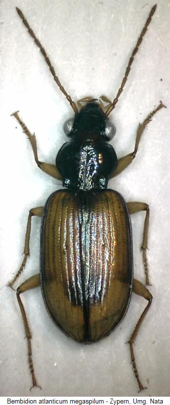 bembidion_megaspilum_hab.jpg