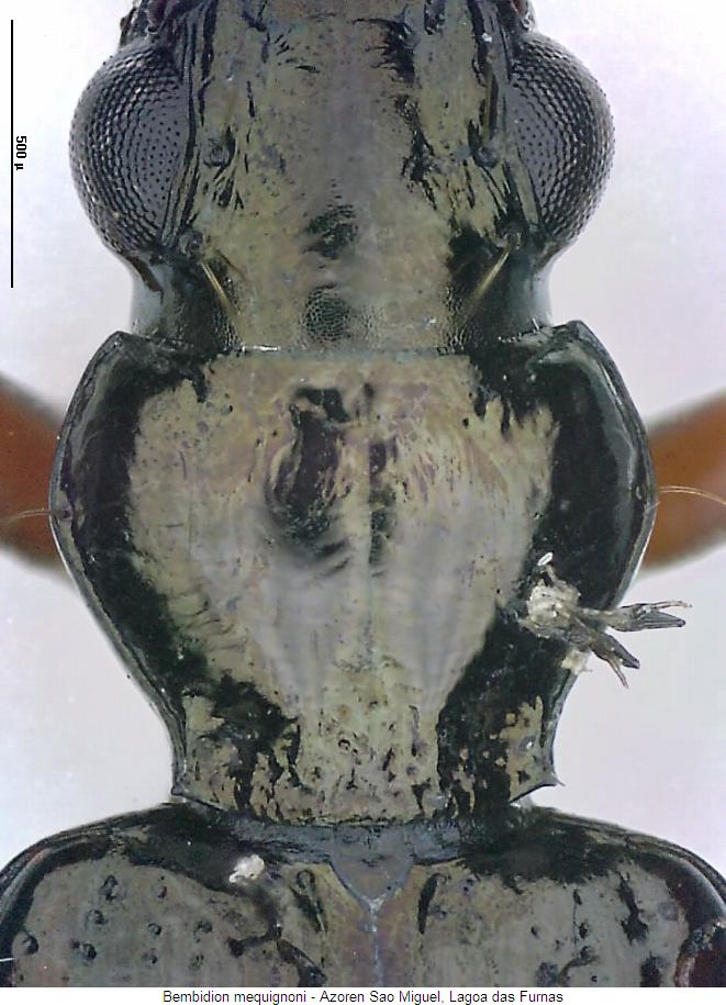 bembidion_mequignoni_hsch.jpg