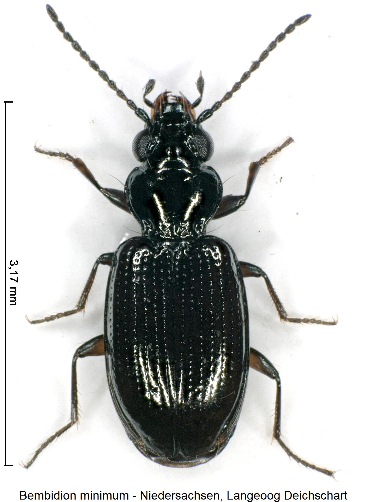 bembidion_minimum_hab.jpg