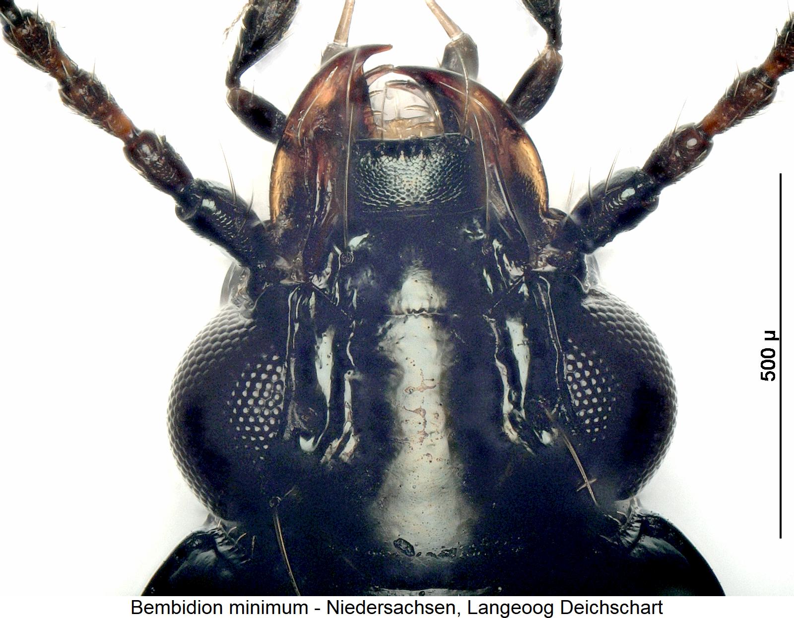 bembidion_minimum_k.jpg