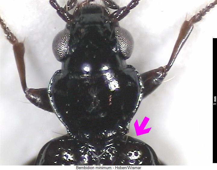 bembidion_minimum_vk.jpg