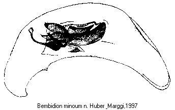 bembidion_minoum1.gif