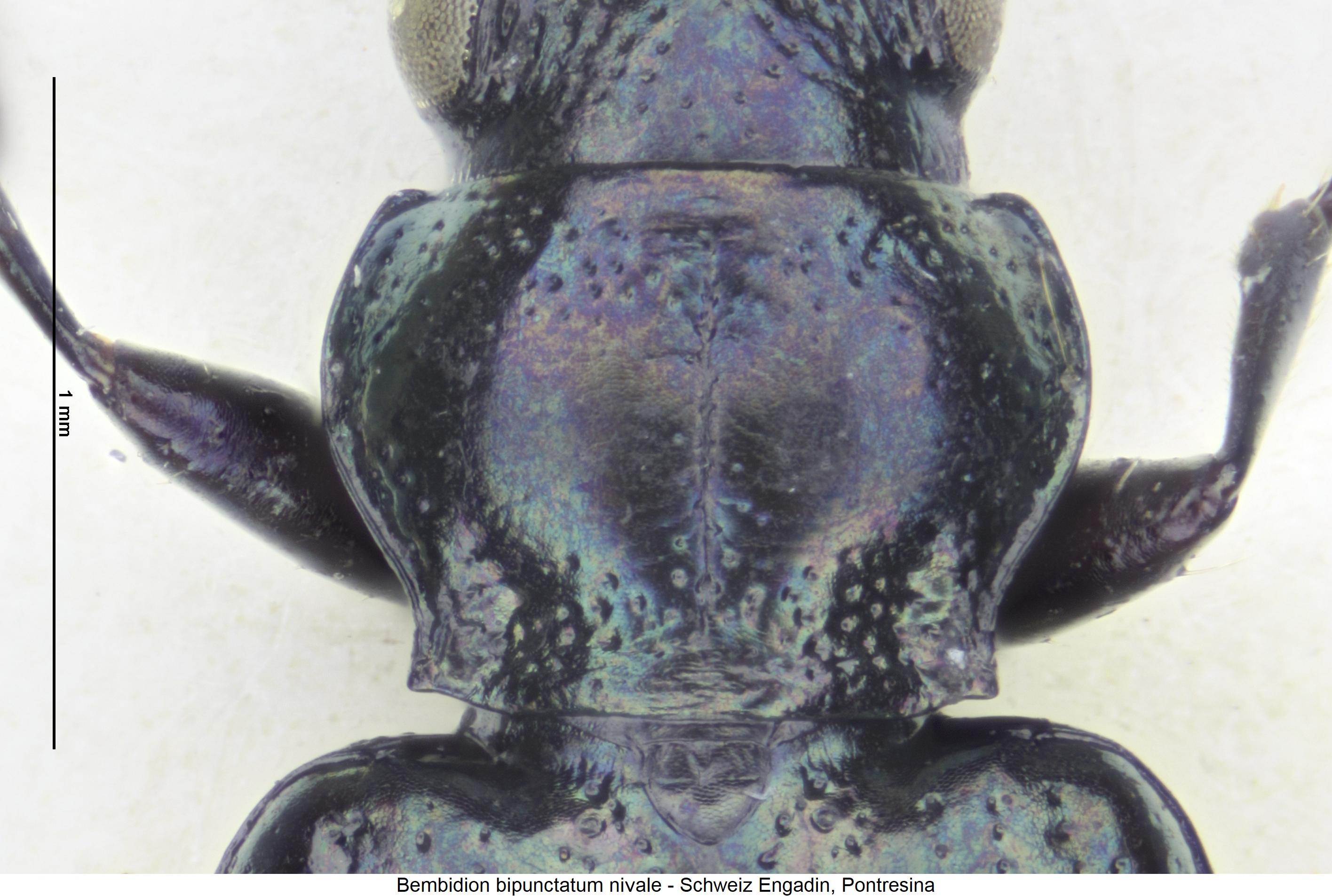bembidion_nivale_hsch.jpg