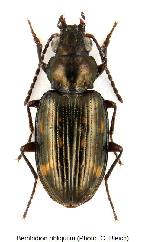 bembidion_obliquum_hab.jpg