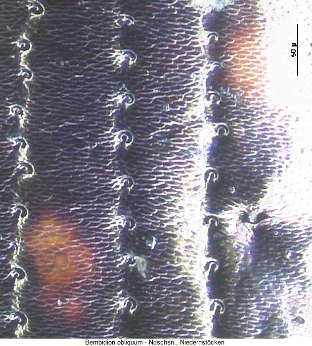 bembidion_obliquum_ms.jpg