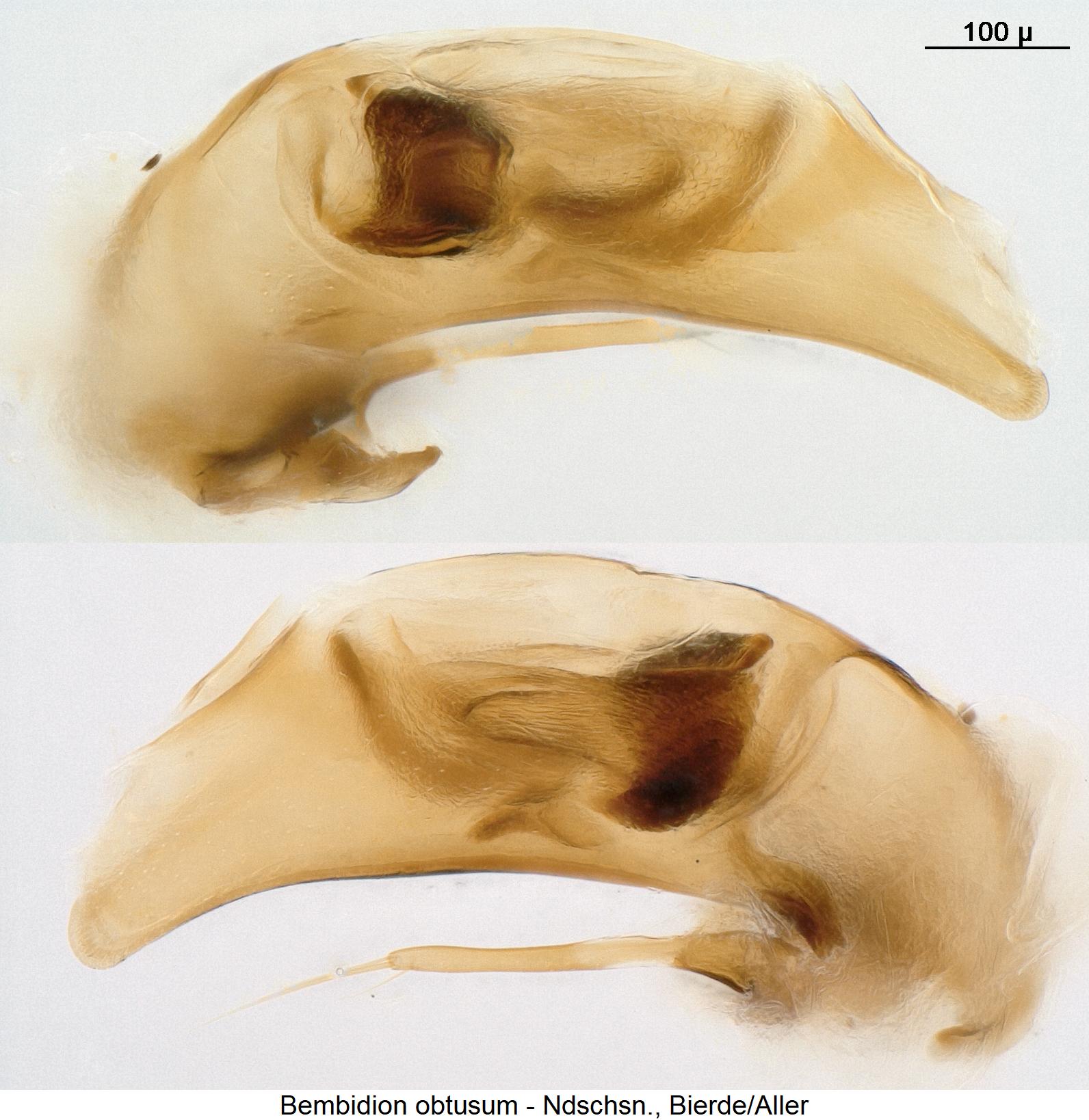 bembidion_obtusum.jpg