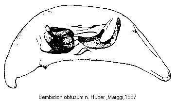 bembidion_obtusum1.gif