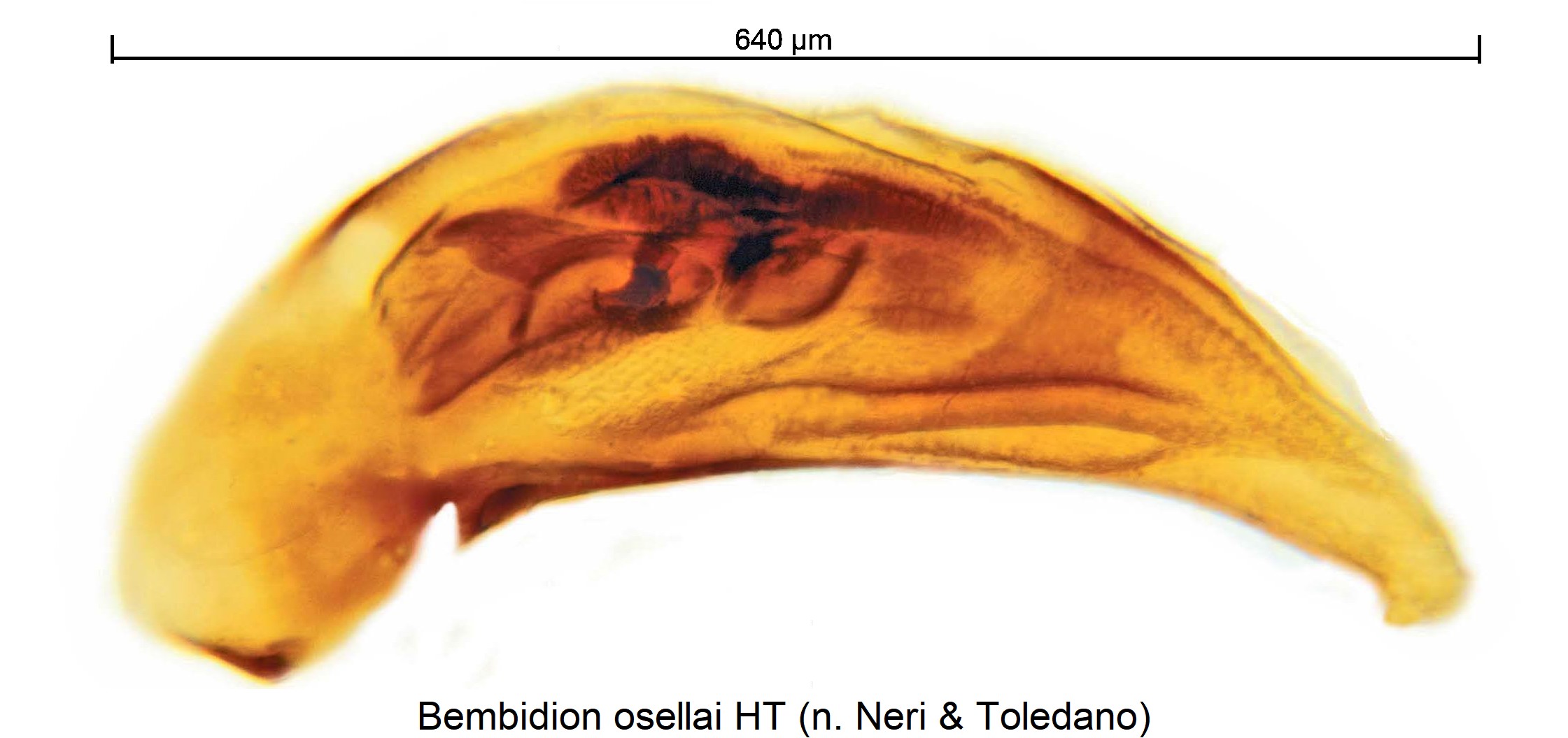 bembidion_osellai.jpg