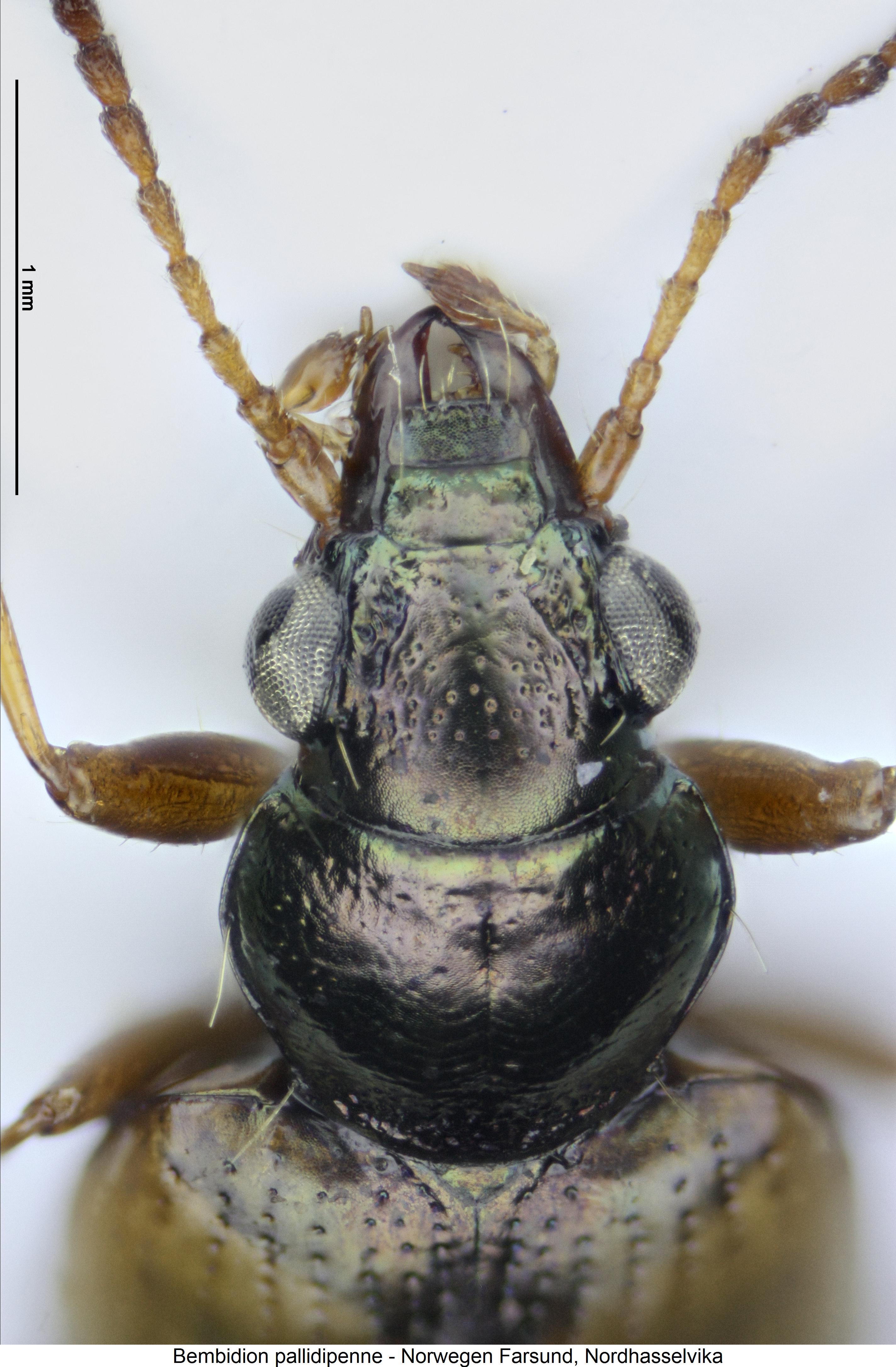 bembidion_pallidipenne_k.jpg