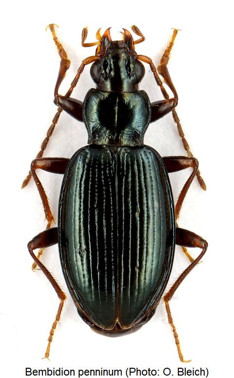 bembidion_penninum_hab.jpg